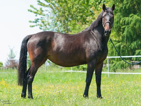 Vera v. Nonstop x Elanville x Alcanar xx